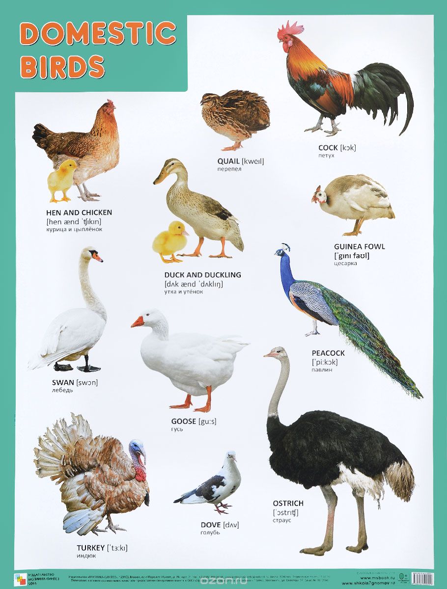 Скачать книгу "Domestic Birds / Домашние птицы. Плакат"